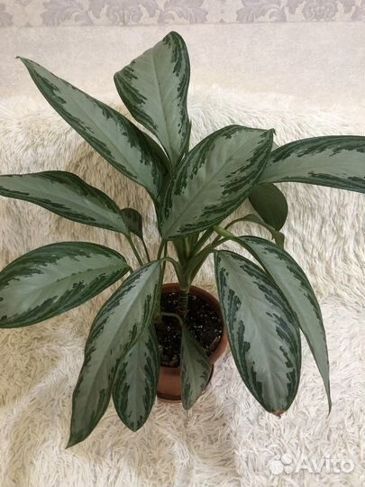 Аглонема 1400