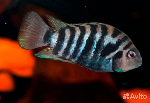 Цихлиды мальки