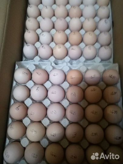 Инкубационное яйцо бройлера