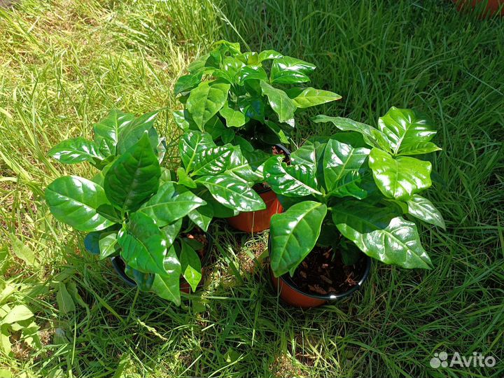 Кофейное дерево Арабика