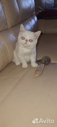 Котенок экзот