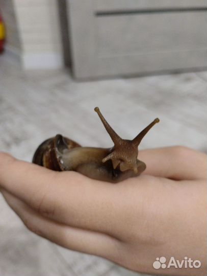 Улитки + Комплект для них