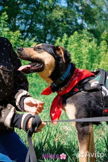 Собака в добрые руки