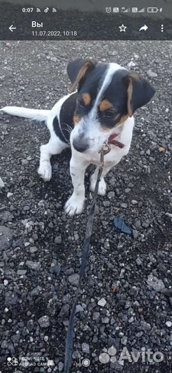 Джек Рассел терьер