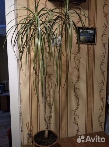 Пальма драцена