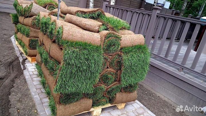 Рулонный газон с укладкой. Газон под ключ