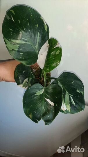 Филодендрон white wizard