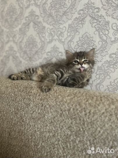 Отдам в добрые руки