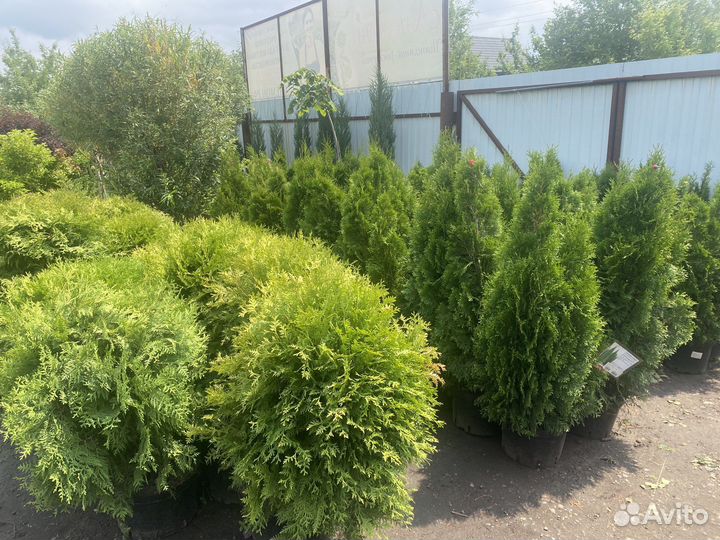 Туя, можжевельник, кипарисовник