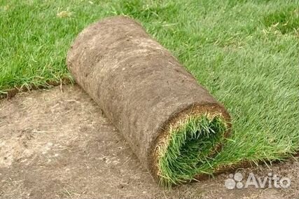 Рулонный газонУкладка Рулонного газонаГазон от про
