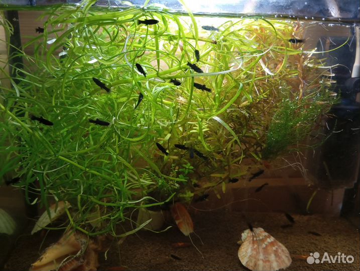 Моллинезия черная