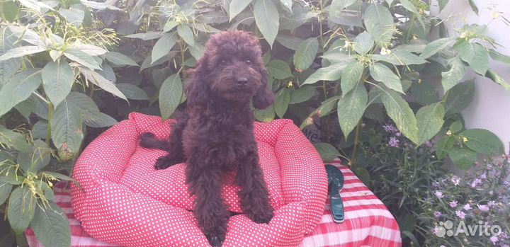 Той-пудель шоколад, черные и персик