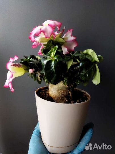 Адениум барашек