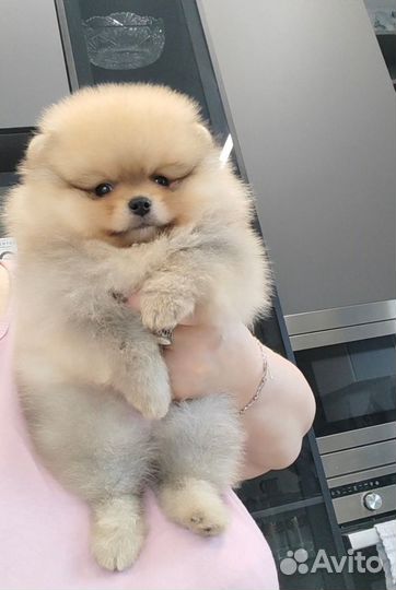 Померанский шпиц