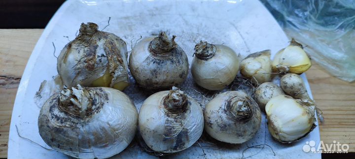 Гиацинт луковицы