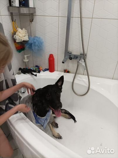 Собака друг