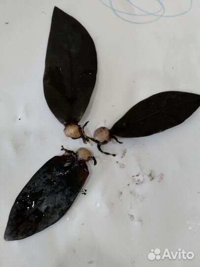 Замиокулькас черный равен