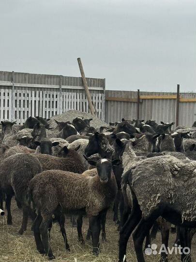 Племенные романовские овцы и ягнята