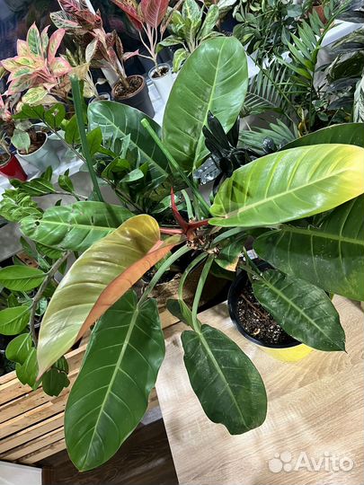 Филодендрон принц оранж