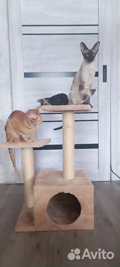Ориентальные котята