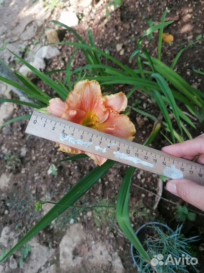 Лилейник, гвоздика, флокс голубой, яснотка