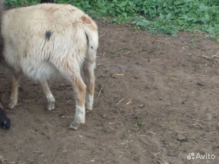 Овцы бараны ягнята романовские, суффолк, дорпер