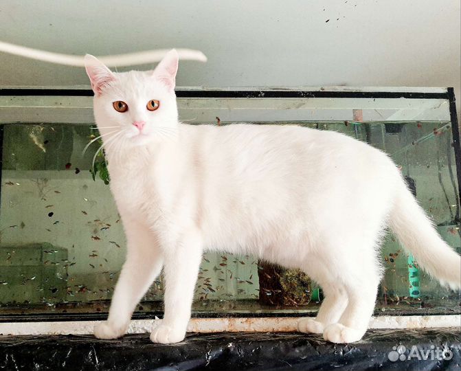 Котёнок подросток