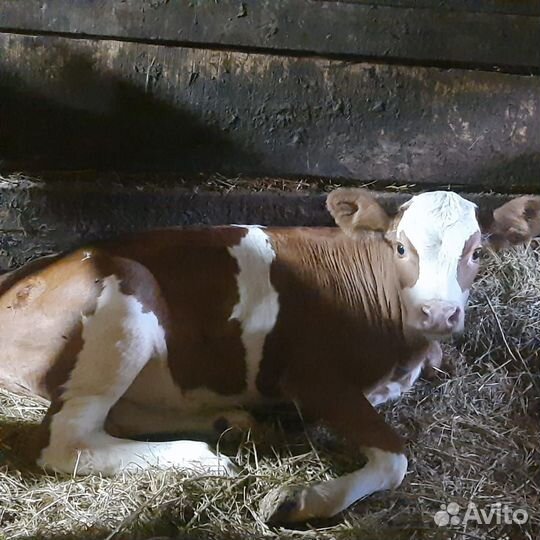 Корова с теленком