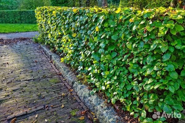 Яблоня ягодная для живой изгороди