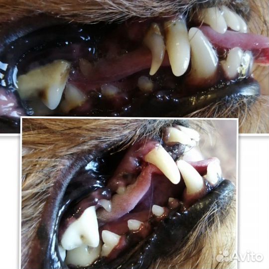 Уз чистка зубов животным