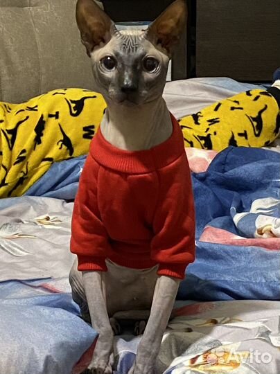 Канадский сфинкс