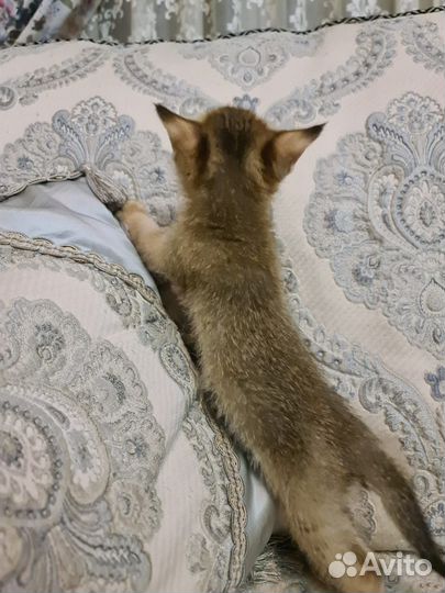 Чаузи ф1 мальчик