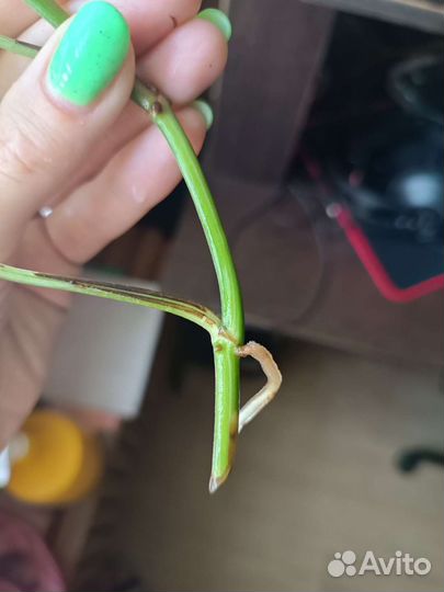 Сциндапсус н джой