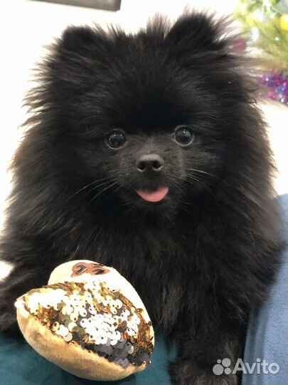 Померанский шпиц вязка