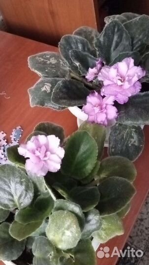 Сортовые фиалки