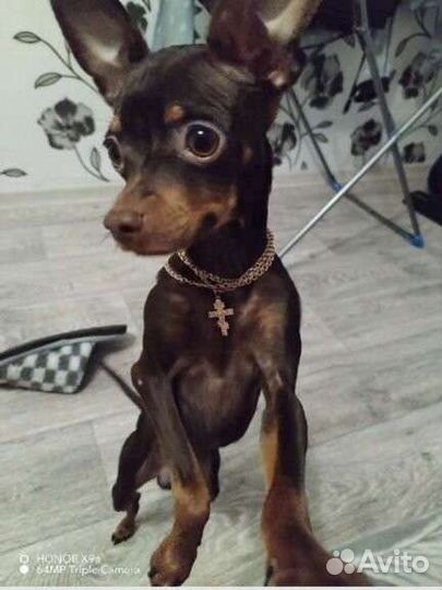 Вязка той терьер