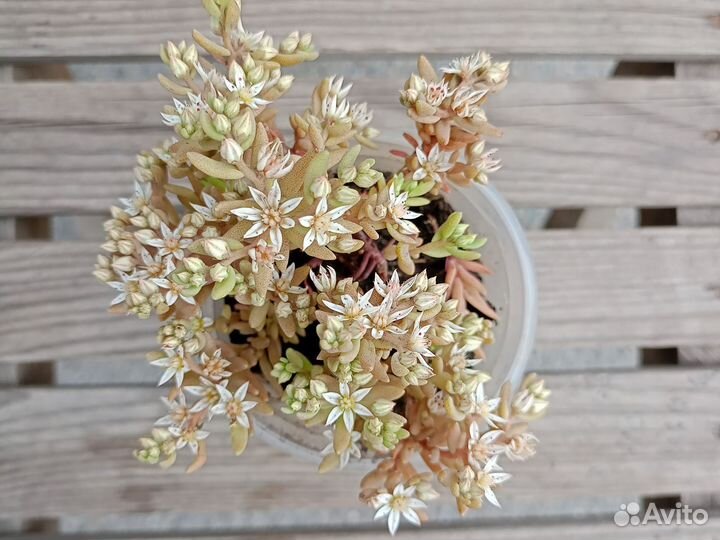 Седум невии