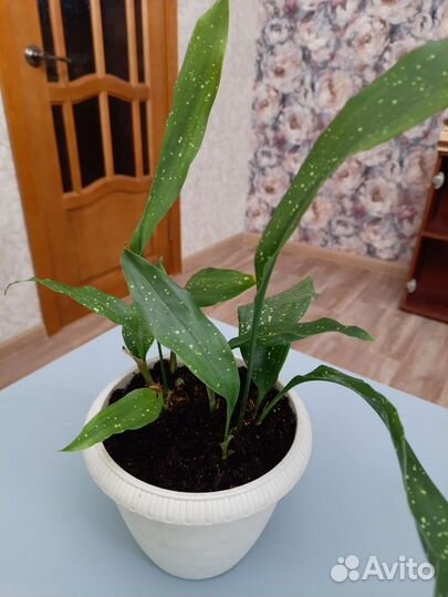 Аспидистра милки вэй