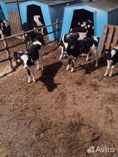 Бычки и телята от