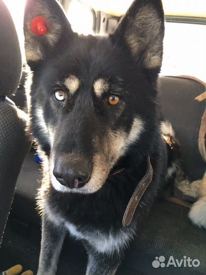 Собака Соня