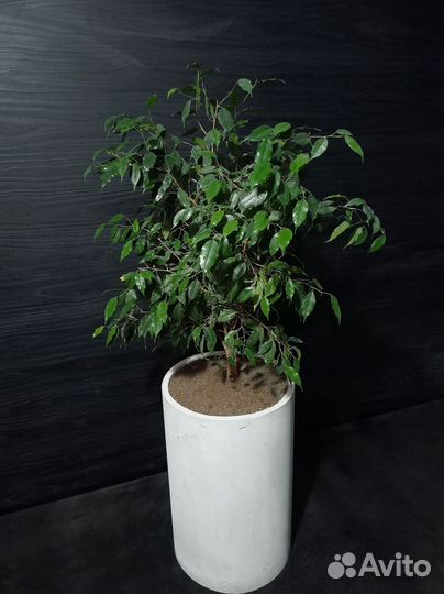 Вазон для цветов на 57 литров, авито доставка 28