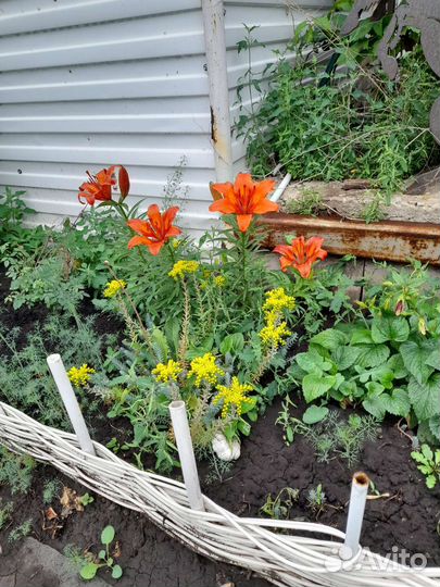 Жасмин и очиток