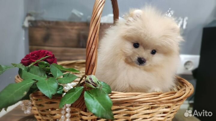 Шпиц девочка