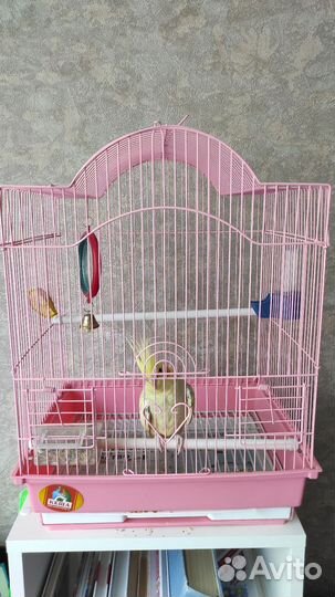 Экзотические животные попугай девочка