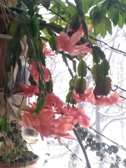 Декабрист шлюмбергера, рипсалидопсис