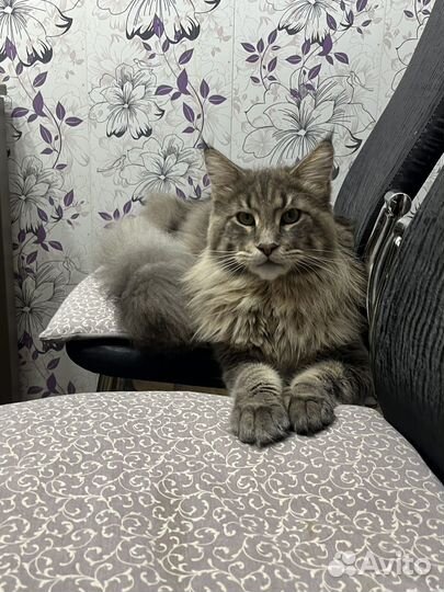 Кот мейн-кун вязка