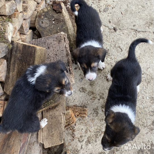 Отдам в добрые руки