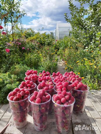 Саженцы Малина смородина клубника