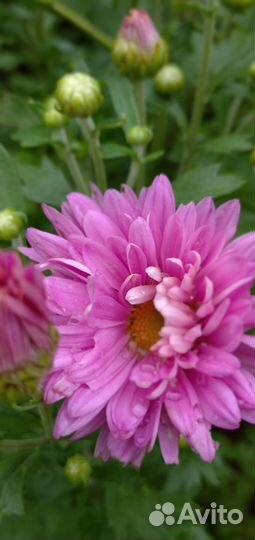 Хризантемы