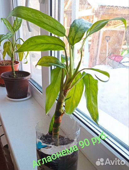 Аглаонема и апельсин